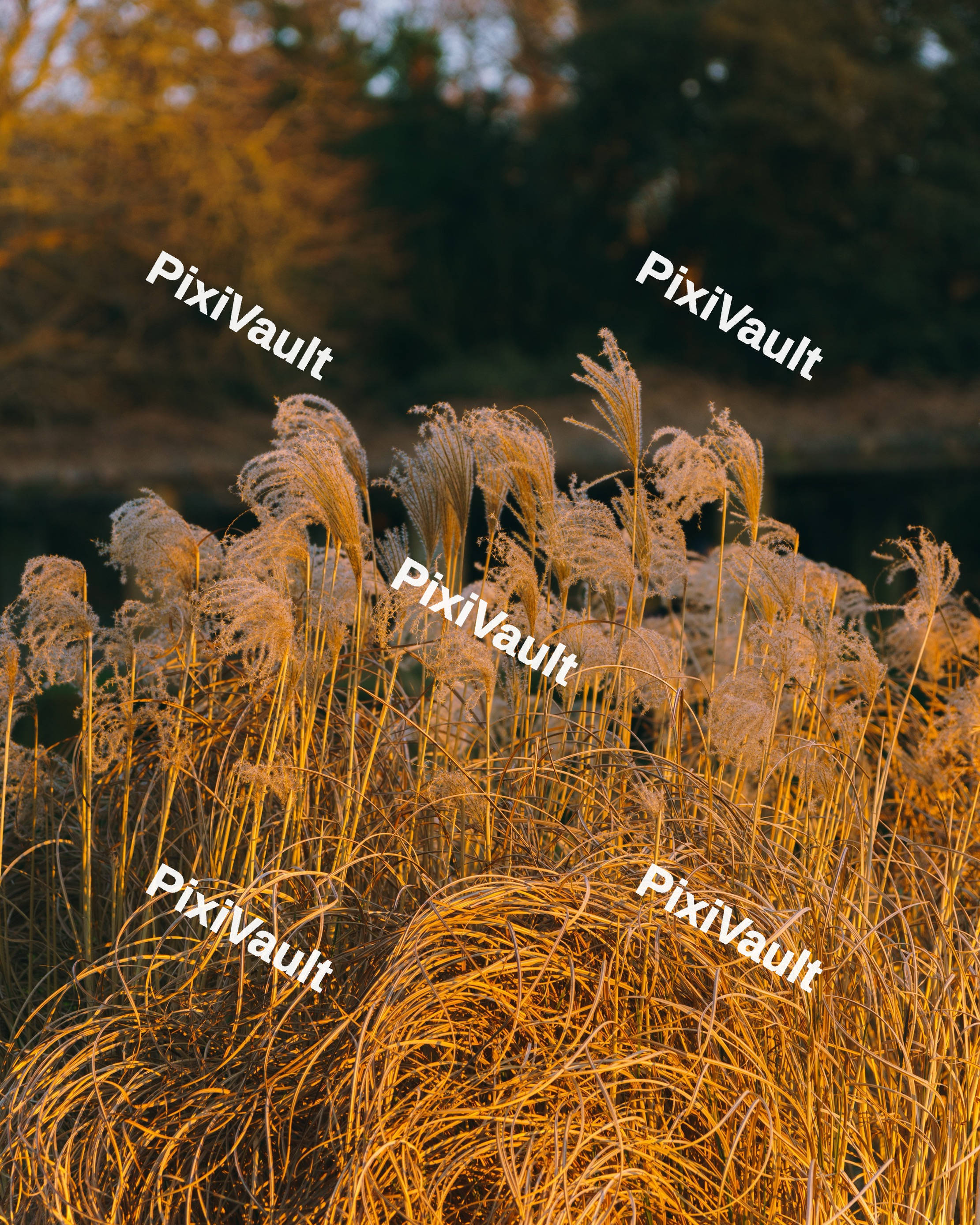 Reeds